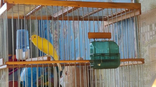 Кенар поет (русская канарейка)/Russian Canary