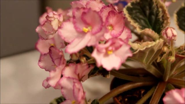 2cece1d62af0339f3fb360b4b0bd97a8