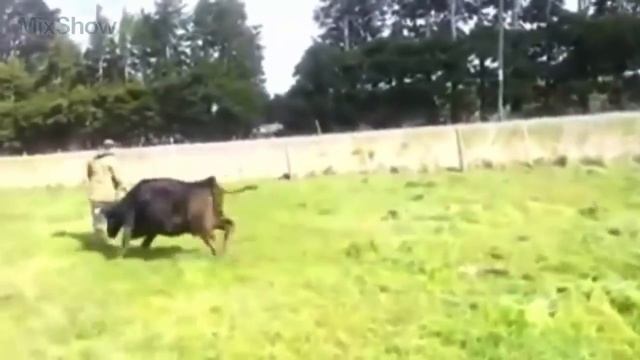 Если бы это не СНЯЛИ НА КАМЕРУ, никто бы не поверил   ЖИВОТНЫЕ СПАСАЮТ ДРУГ ДРУГА