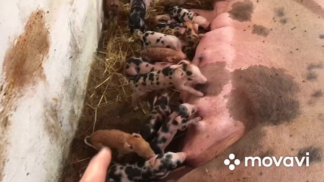 Я в Шоці???Опорос//Рекордна кількість поросят//