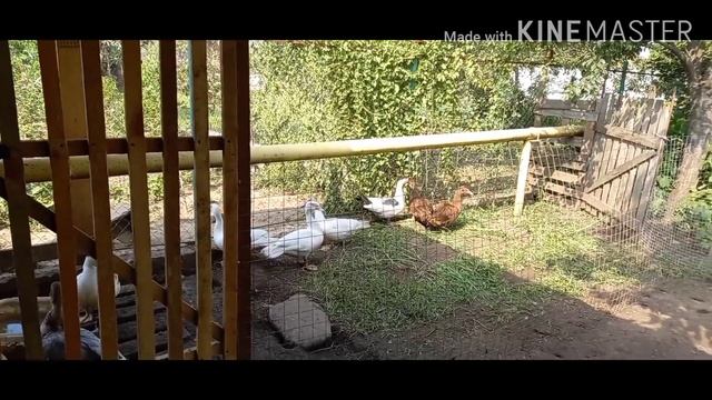 Сколько утят у нас в хозяйстве  на сегодняшний день// разновозрастные индоутята