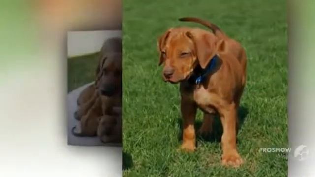 Риджбек порода собак