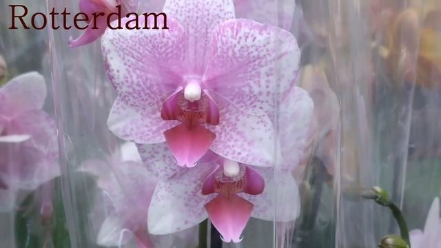 Обзор орхидей  15 апреля 2021 CASTORAMA  Воронеж. Las Vegas по 645 рублей.
