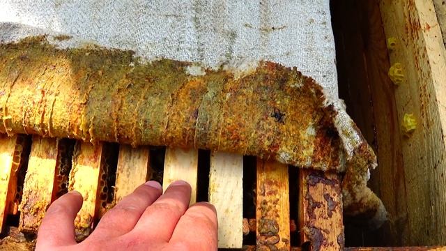 Когда? куда? и как? и что сделали за сутки пчёлы с вощиной?  Пасека всё легко и просто.