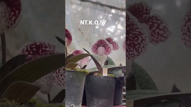 Paph.  Godefroyae NT.K.O.57 All