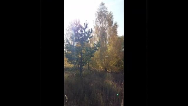 «Заглянула осень к нам»