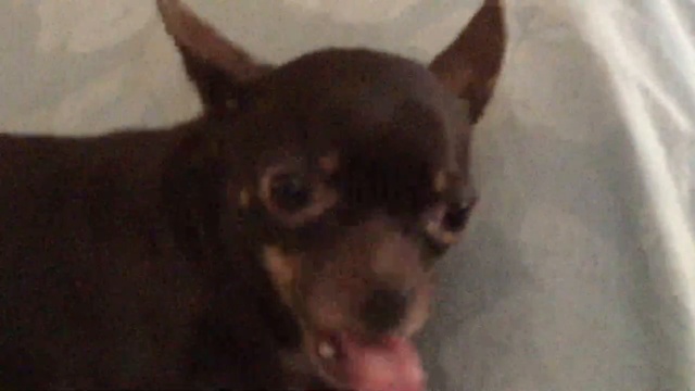 собака смешно жуёт