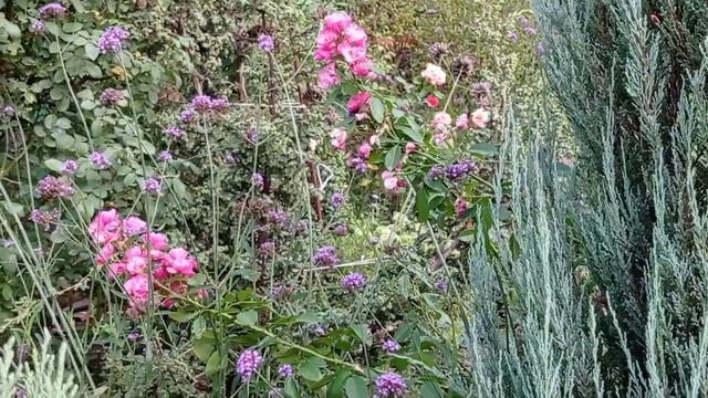 роза Роял Парк, роза Анни Дюпрей, немного сада, сентябрь