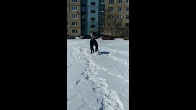 Наш первый снеговик за всю зиму))))