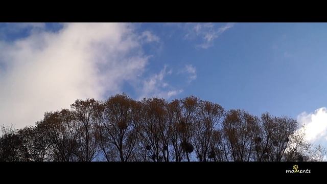 Музыка со смыслом: никто не помнит, что есть небо | Air On The G String И. Бах | Релакс видео