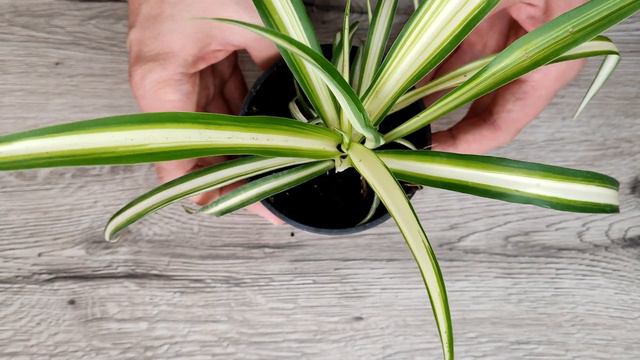 The Cheapest Air Purifier In The World!