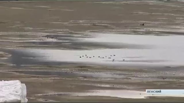 Стая птиц, которые раньше не видели