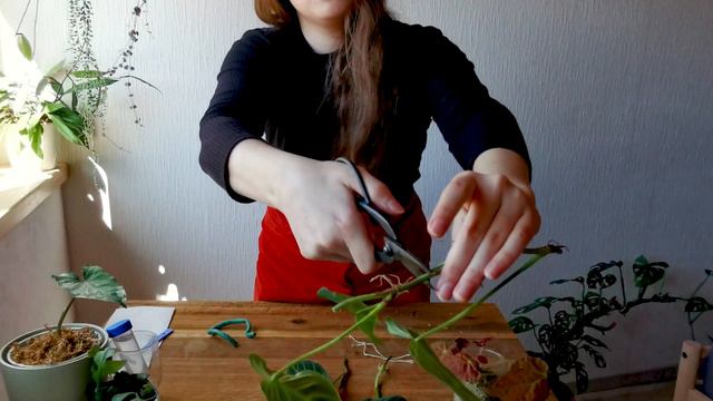 Propagation Madness 🙀 HOW TO CHOP & PROP Syngonium, Monstera, Begonia, Philodendron & More