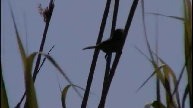 Дроздовидная камышовка самец