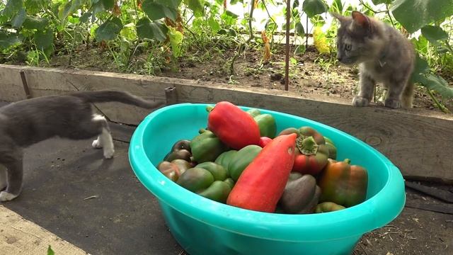 ДЛЯ КОМФОРТА ЛЮБИМЫЙ ВАСИЛЕК? ГРУША ПОСЛЕ РИТУАЛА? ИНЖИР С ПЛОДАМИ?