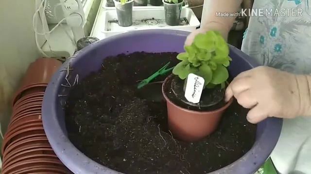 Перевалка черенков.