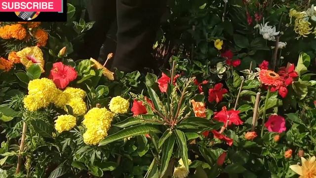 Galiff Street Plant Market L Bagbazar Plant Market #galiffstreetplantmarket #galiffstreetpetmarket