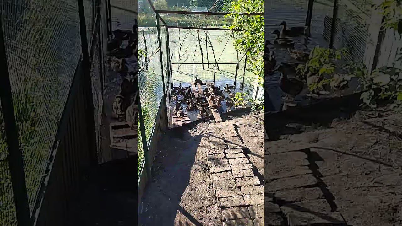 ПОДСАДНЫЕ УТКИ. 27.08.2024. Подросли!