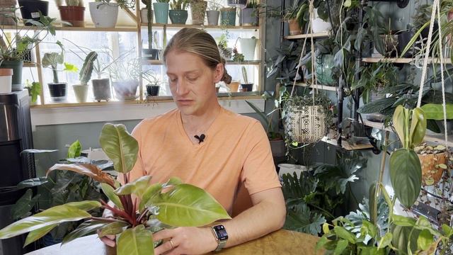 IT'S PHILODENDRON FRIDAY! | Prince Of Orange