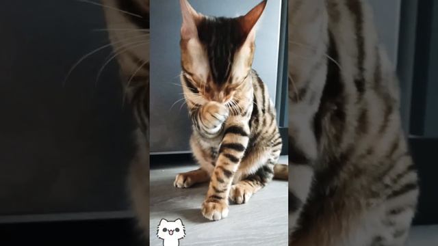 КотАсик. Кот ест сметану и умывается. Урчание, Asmr. #cat #kitten #кот #мимимишность #сметана #asmr