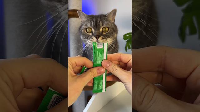 Вычесали подшерсток и даже не поругались 😱