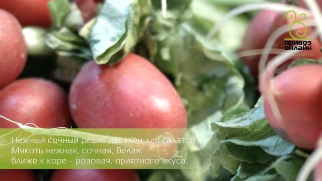 Редис красный