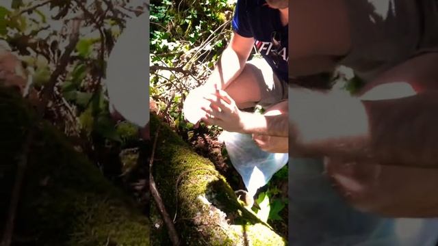 Reishi Mushroom foraging with Life Cykel on Vancouver Island 2019