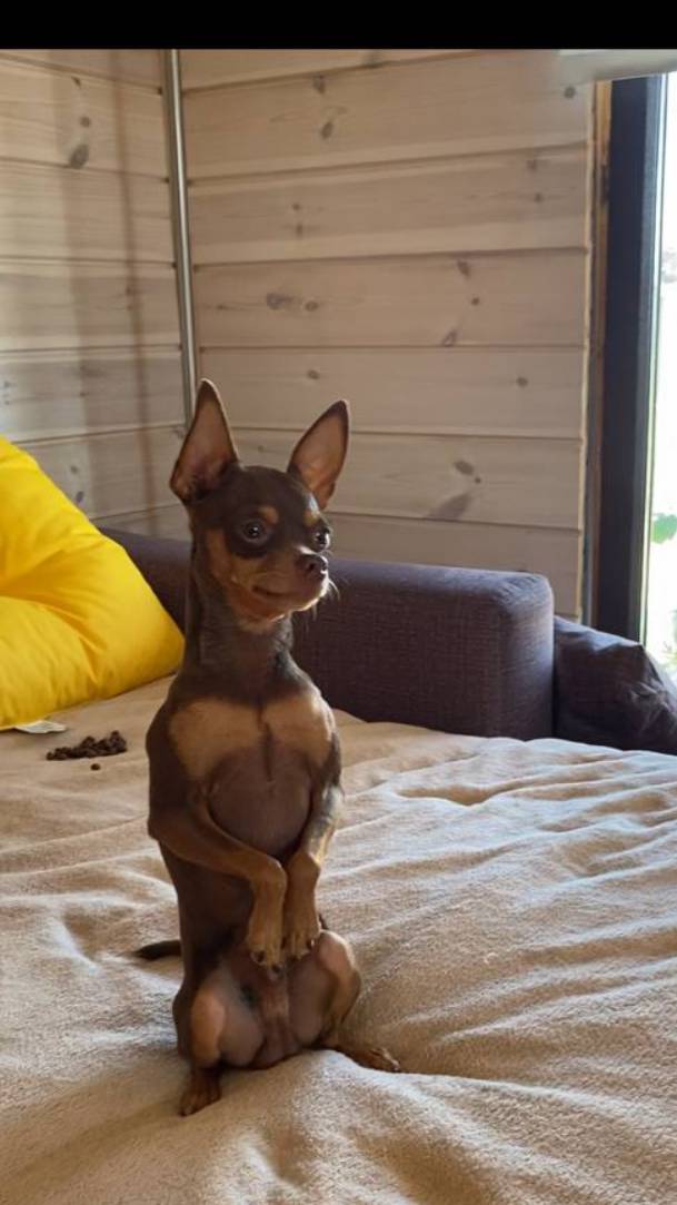 Город-дача-собаки=)наша жизнь