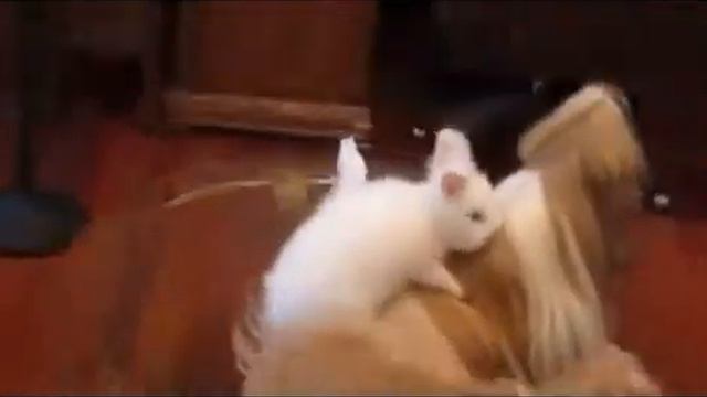 Кролик пытается трахать собак