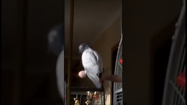 Давай жить дружно