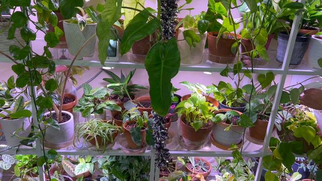 Trying Out A New Solution To Get Rid Of Spider Mites, Mealybugs, & Other Pest! Arber Bio Insecticid