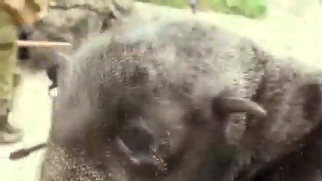 Прогон или за что бьют морского котика  Часть 01