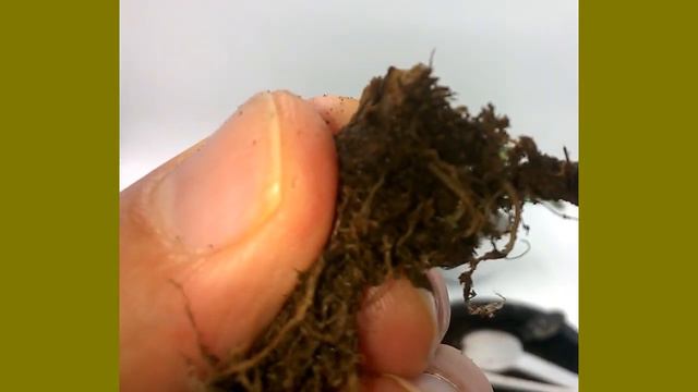 Фиалка в торфе летом. Срочная пересадка