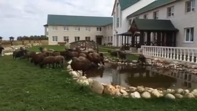 Fa462aaa8ba70680b917fcae566c018c