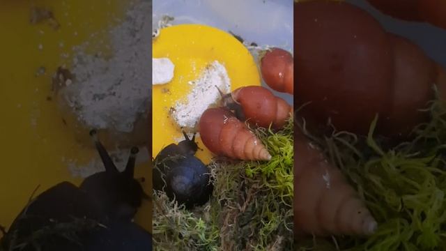 #улитка #ахатины #ахатина #ахатина #улика