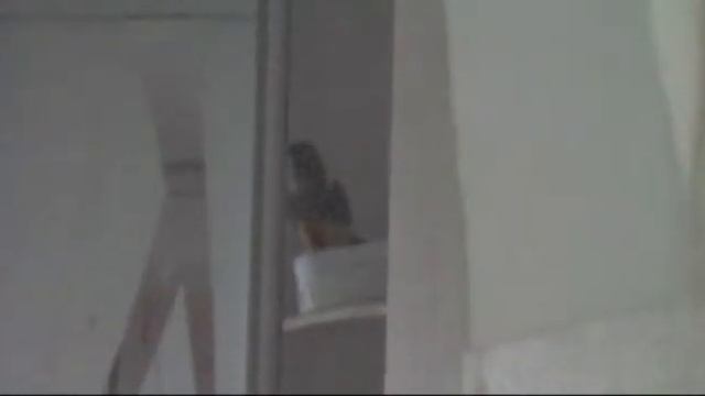 Патагонский попугай Патап лает