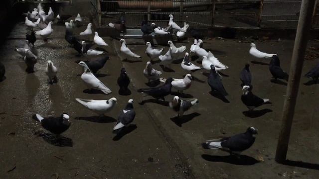 #Pigeons.Ответы на вопросы голубятников.