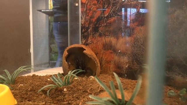 Зоопарк экзотических животных, часть 1. Zoo Of Exotic Animals Part 1.