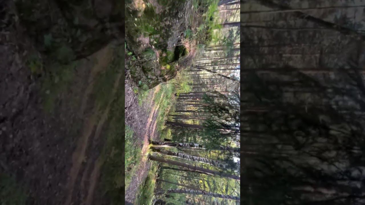 Погрузись в осень #рекомендации #сибирь #осень2023