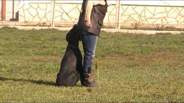 Зубашова Т. ризеншнауцер Лорд г. Донецк-ВН-48 баллов