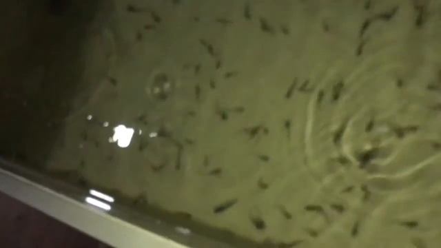 Аква?Пром® Часть2, замеры аэрации воды!!! интересный результат