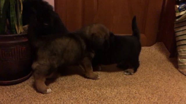 Tibetan Mastiff Puppy 5