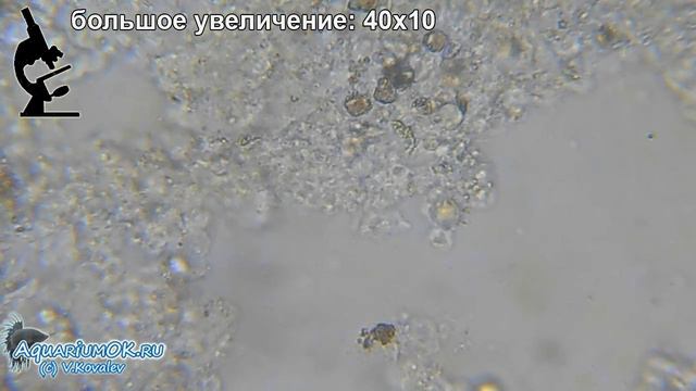 Амёбиаз дискусов: вариант азиатки? Discus Diseases: Amebiasis. Микроскопирование соскоба с тела.