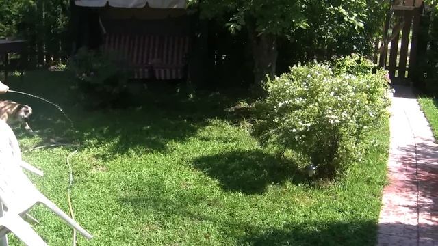 ка де бо помогает поливать цветы