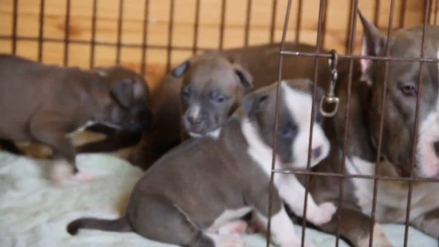 Щенки Ам.стаффа 