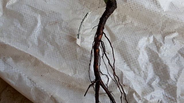 Посылка от питомнка роз 