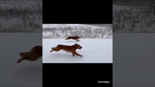 Эдит (золотистый ретривер) мда какая то ленивая фигня получилась