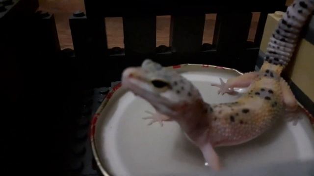 Эублефар Чипсик. Купание Чипсинки.