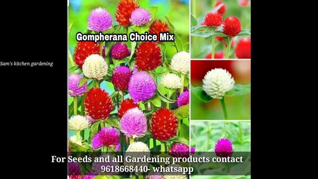 35+ Rare And Beautiful Flower Seeds Available | 9618668440 Whatsapp