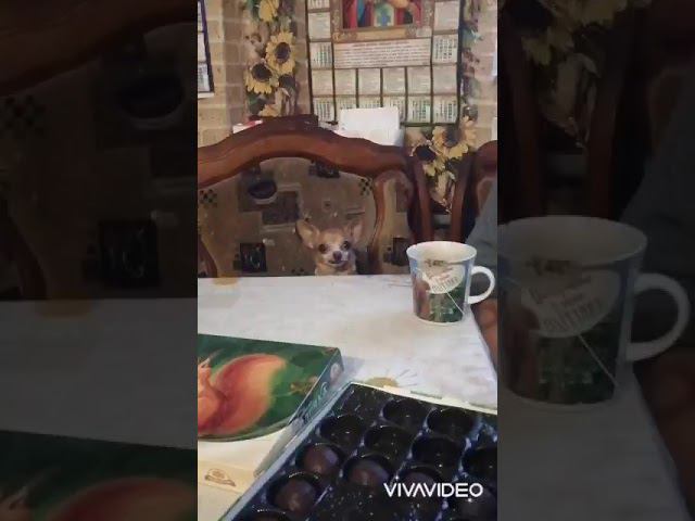 Так хочется котфету!!!